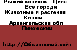 Рыжий котенок › Цена ­ 1 - Все города Животные и растения » Кошки   . Архангельская обл.,Пинежский 